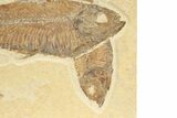 Four Detailed Fossil Fish (Knightia) - Wyoming #240375-3